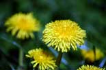 Blumen-Park